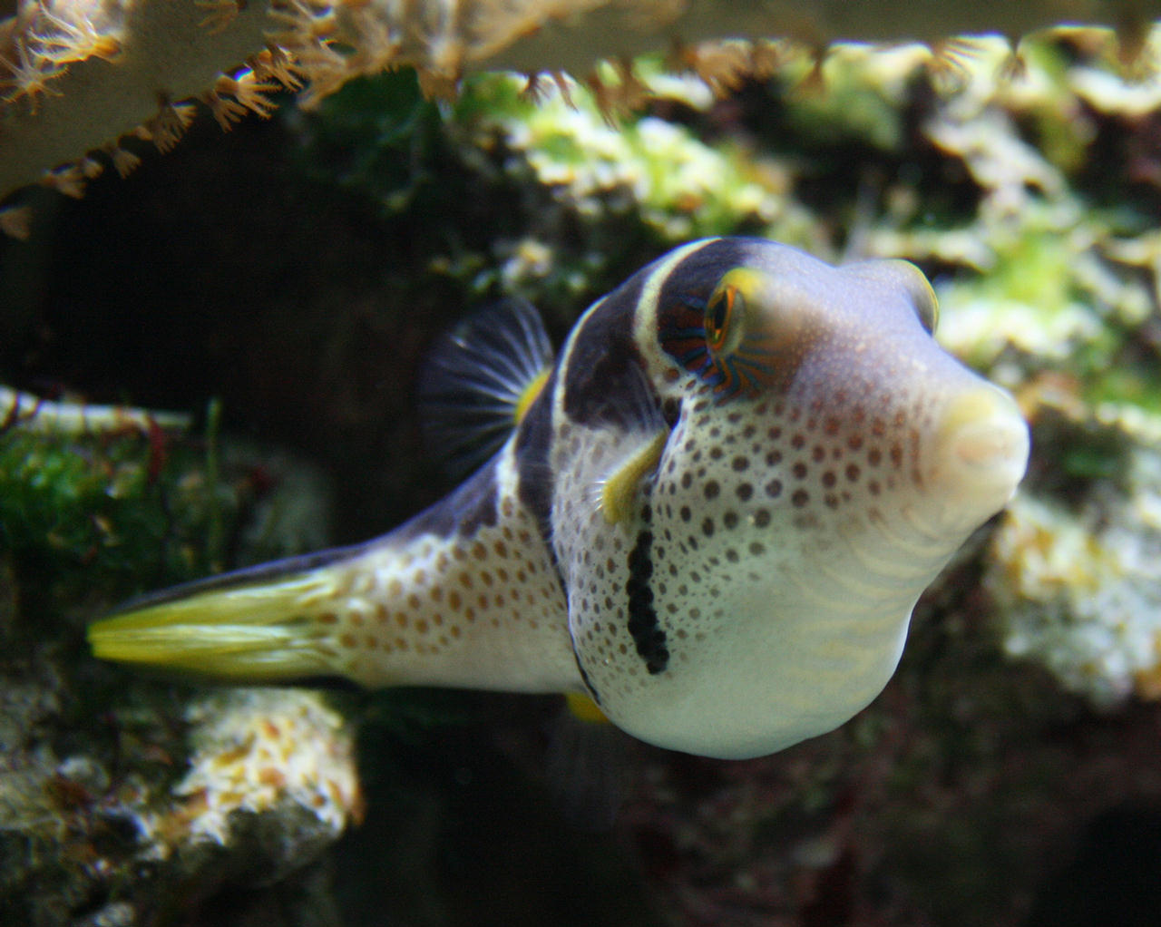 Canthigaster valentini (Pesce palla sellato)